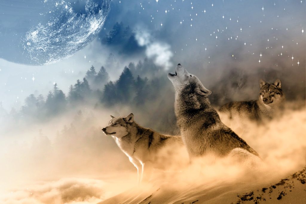 Die Wolfsnächte