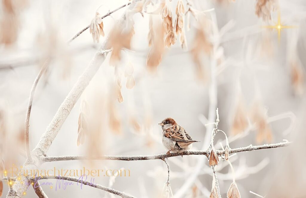 Achtsam böllern – Wildtiere schützen Achtsam böllern – Wildtiere schützen